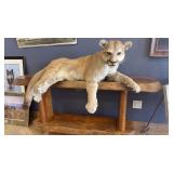 FULL BODY MOUNTAIN LION MOUNT