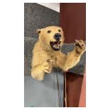 BLONDE PHASE AMERICAN BLACK BEAR HALF-BODY MOUNT