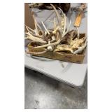GROUP OF DEER AND ELK ANTLERS