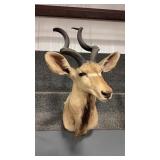 GREATER KUDU SHOULDER MOUNT