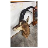 SABLE ANTELOPE SHOULDER MOUNT