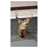 MULE DEER SHOULDER MOUNT