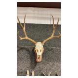 EUROPEAN STYLE MULE DEER MOUNT ON PLAQUE