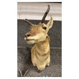 ANTELOPE SHOULDER MOUNT