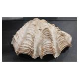 GIANT CLAM SHELL HALF