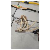 GROUP OF ANTLERS