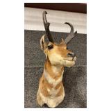 ANTELOPE SHOULDER MOUNT