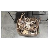 BOX OF ASSORTED DEER ANTLERS