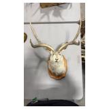 JACKELOPE MOUNT ON PLAQUE