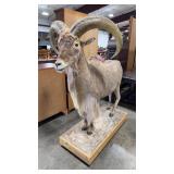 FULL BODY BARBARY SHEEP MOUNT ON PEDESTAL