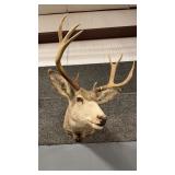 MULE DEER SHOULDER MOUNT