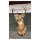 WHITETAIL DEER SHOULDER MOUNT