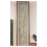FRAMED RATTLESNAKE SKIN SHED, 48' LONG