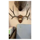 MULE DEER ANTLERS