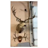 MOUNTED MULE DEER TAXIDERMY BUCK