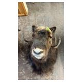 MUSKOX TAXIDERMY MOUNT