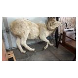 LIFE SIZE DAHL RAM TAXIDERMY MOUNT