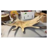 MOOSE ANTLER