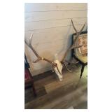 ELK SKULL & ANTLERS