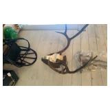 MULE DEER SKULL & ANTLERS