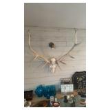 ELK SKULL & ANTLERS