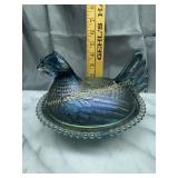 Blue carnival hen on nest has damage to comb