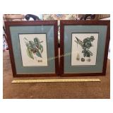 Pair of framed botanical prints in inlay frames