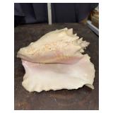 Large conch shell