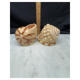 Seashell salt and pepper shaker