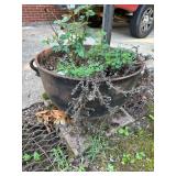 Cast Iron Pot Planter with Side Handles