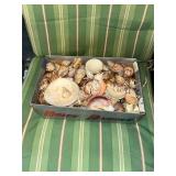 Assorted Seashells Collection in Storage Box
