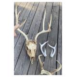 Deer Antlers and Skull