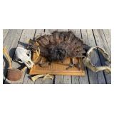 Turkey and Wildlife