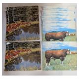 Hereford Cow Cards/Prints