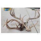 Deer Antlers and Skull Mount