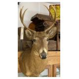 Deer Shoulder Mount