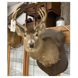 White Tail Deer Shoulder Mount
