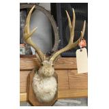 Jackalope Wall Mount