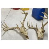 2 - Whitetail Skull Mounts