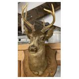 Deer Shoulder Mount