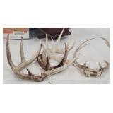 Deer Antlers