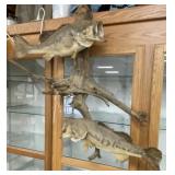 2 Large Mouth Bass on Drift Wood Mount