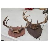 Deer Antlers