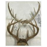 2 - Sets of Deer Antlers