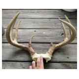 Deer Antlers Deer Antlers