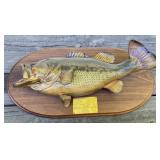 Taxidermy Large Mouth Bass Taxidermy Large Mouth Bass