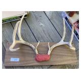 Deer Antlers Deer Antlers