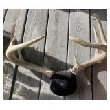 Deer Antlers Deer Antlers