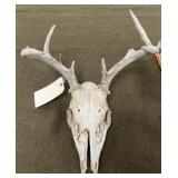 Deer Skull