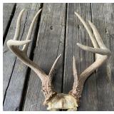 Deer Antlers